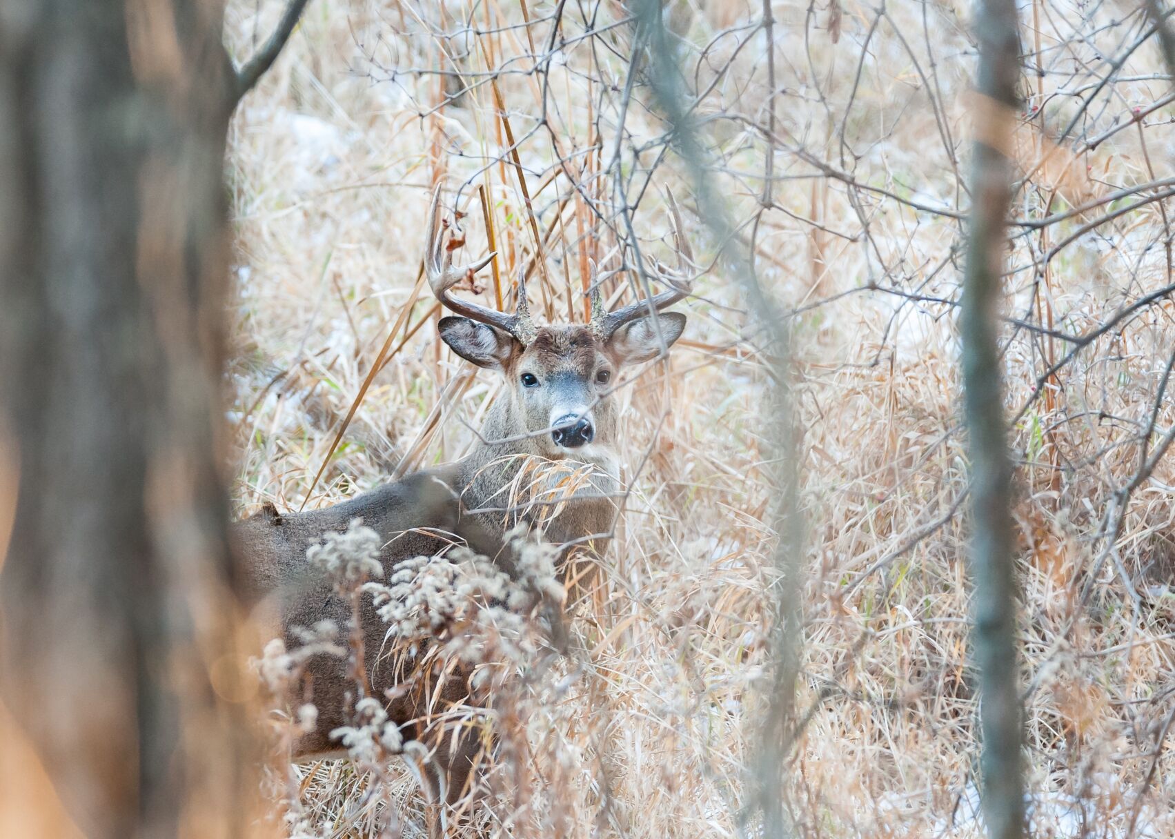 Buck Ritchie Do cold fronts actually affect your chance at killing a whitetail buck ...