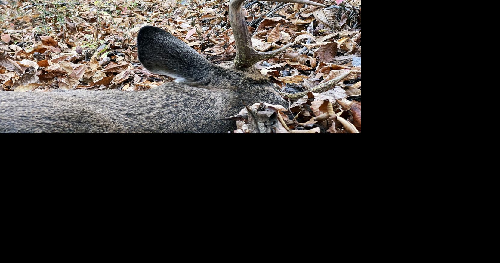 Buck harvest up 6 percent, Ritchie County drops out of top-10 harvest ...