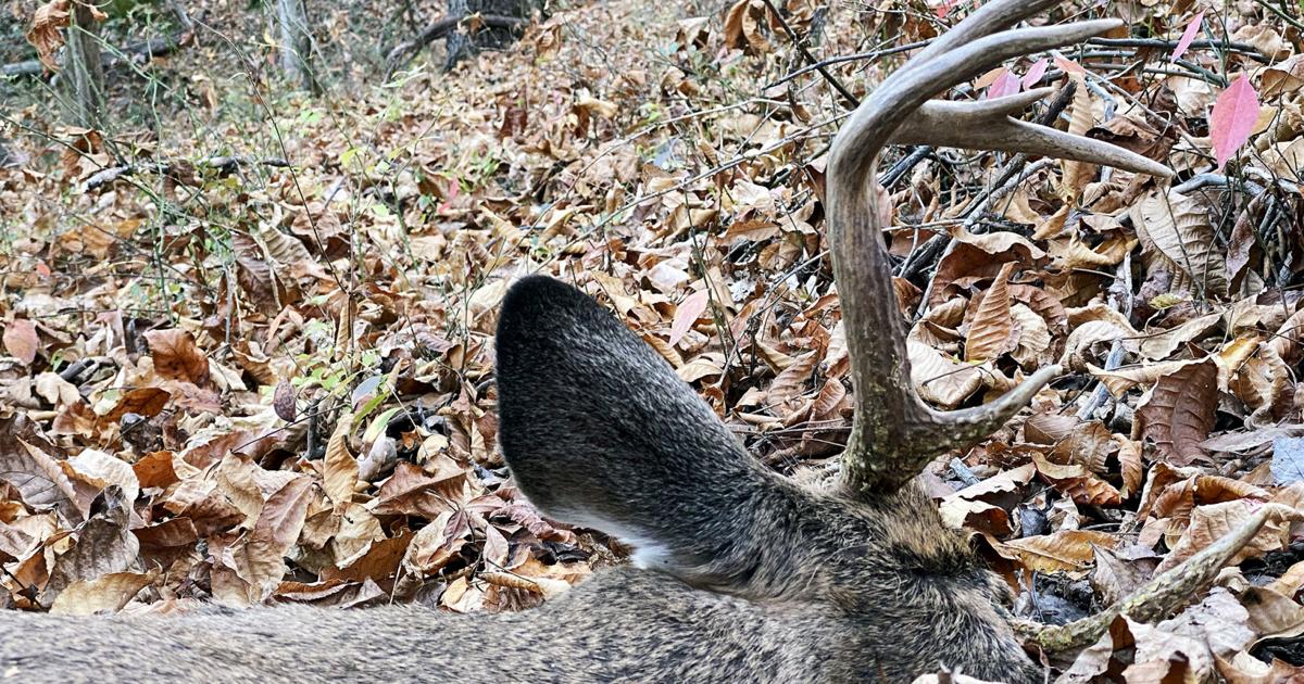 Buck Ritchie Buck harvest up 6 percent, Ritchie County drops out of top-10 harvest ...