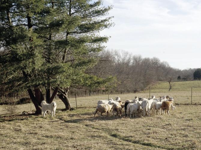 Livestock guardian dog, Kenai, with Josh and Kayla Wisdom’s herd of sheep.