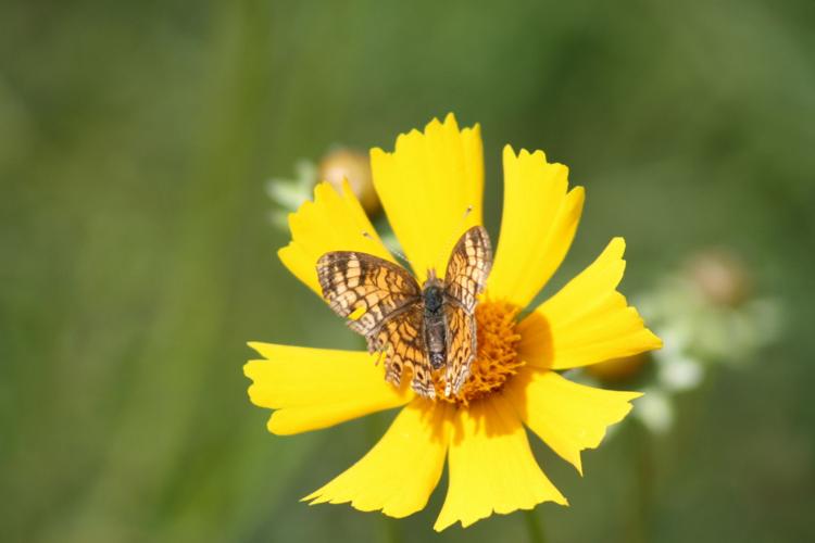 Butterfly at Logger's Lake