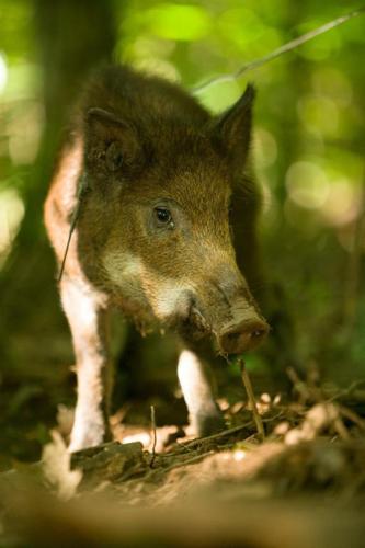 feral hog