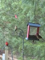 Hogs, birds, and old tales