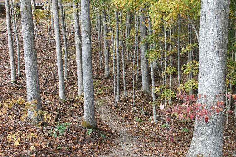 The Painter Ridge Trail