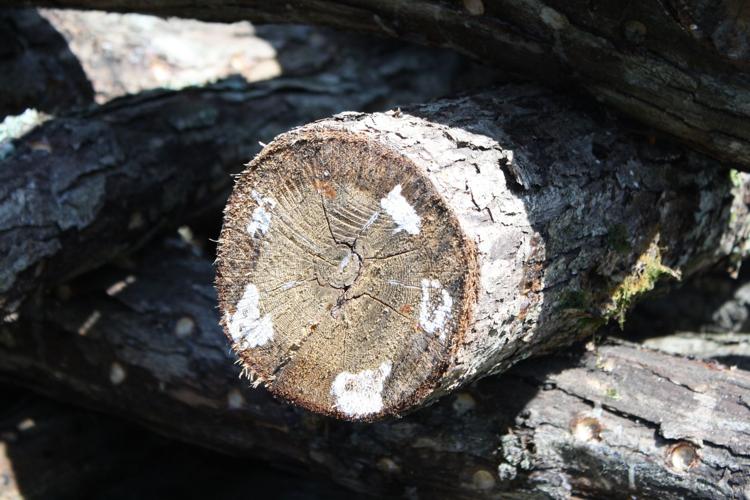 White oak logs inoculated with shiitake spores