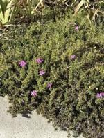 A sight for sore eyes