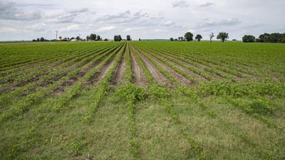 Rows of soybean plants grow in the fields at Seidenstricker Farms
