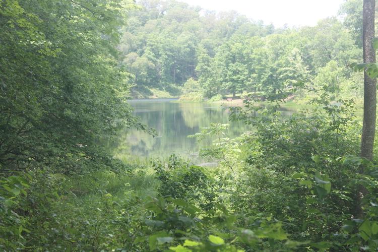 Cove view of the lake