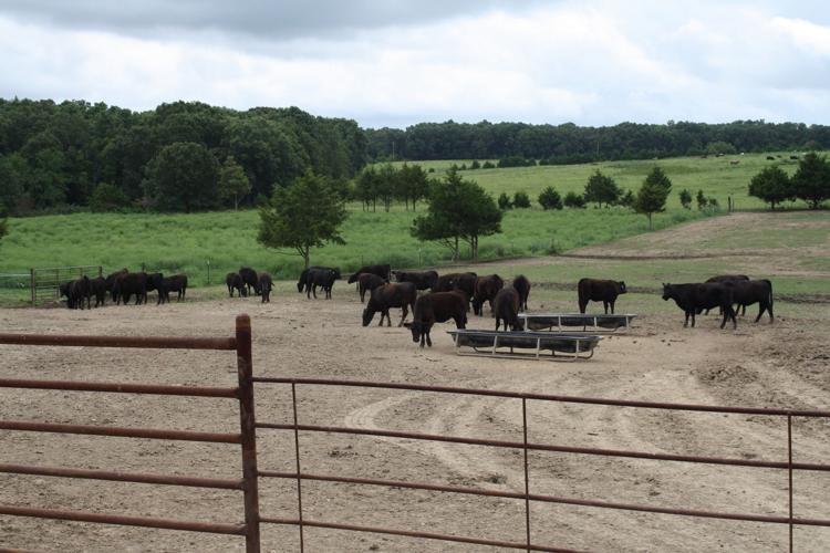 Networth Feeds and Feeding