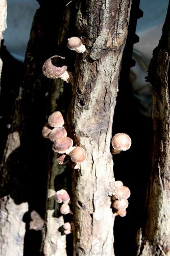 Growing shiitakes