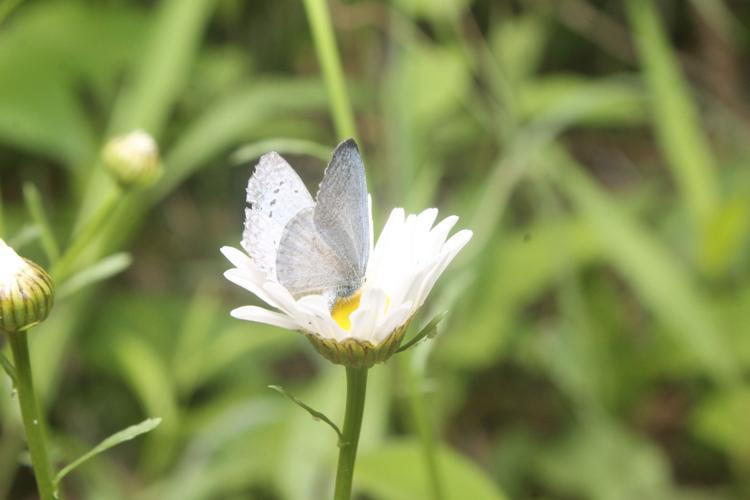 A butterfly and daisy at Logger's Lake