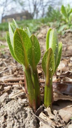 Emerging milkweed is needed to feed hungry monarch larvae