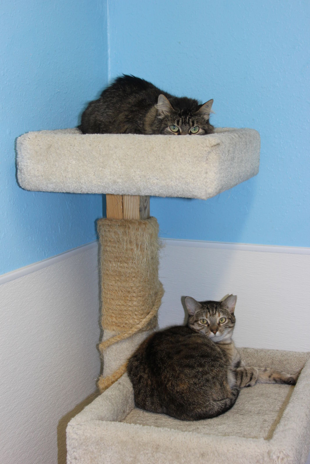 Animal lovers wanted at DCAWS  News  thesalemnewsonline.com