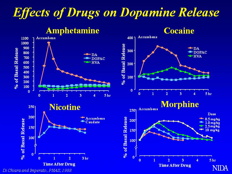 How drugs affect dopamine