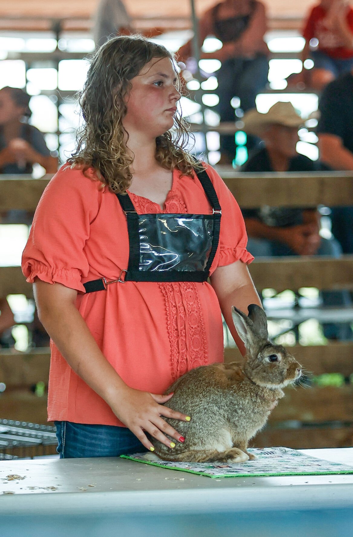 Flemish rabbits tipping the scale at Iowa State Fair