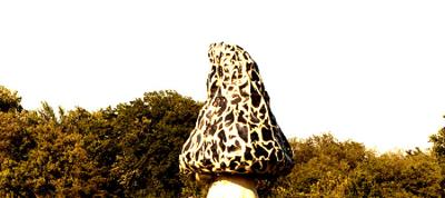 Giant Morel Mushroom