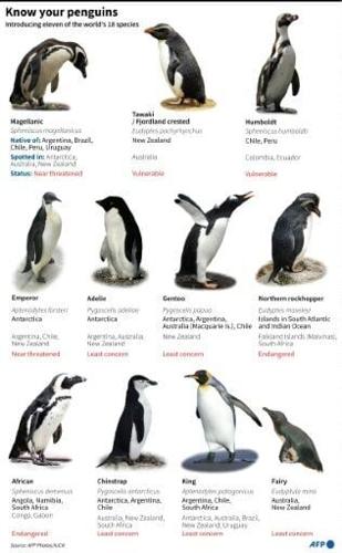 Know your penguins