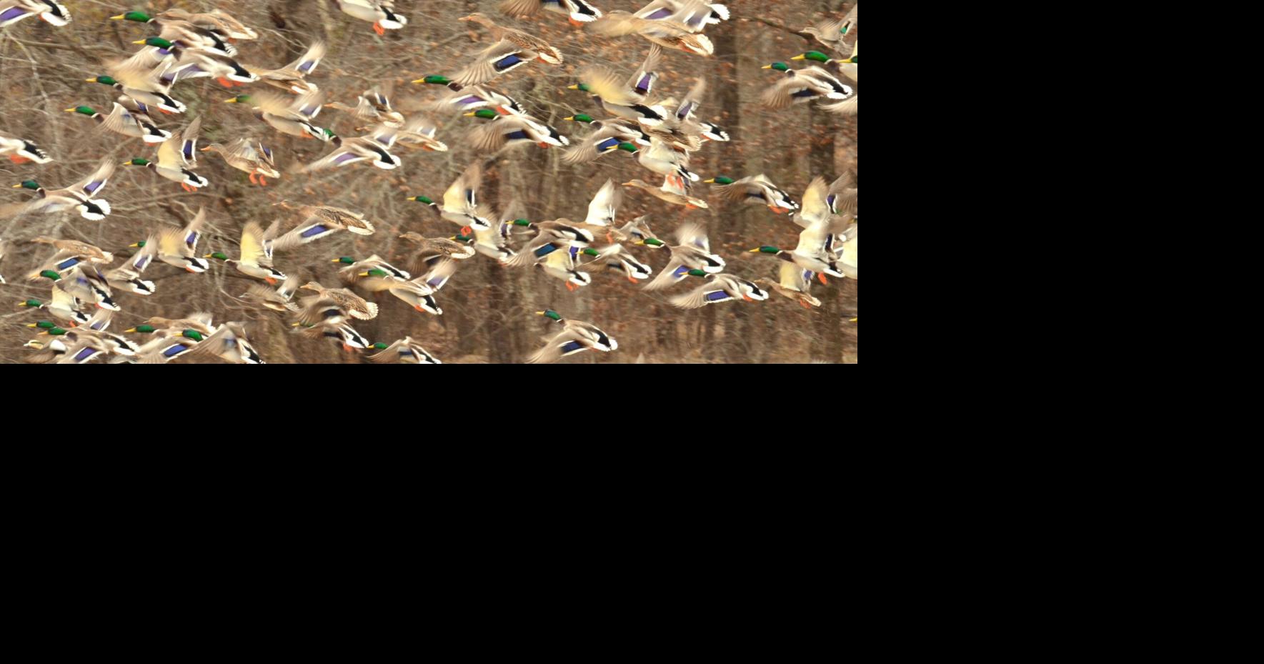 Where have the ducks gone?