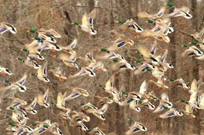 010626_sn_Ozarks Revelations.JPG