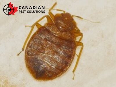 Protecting Property Year-Round: Canadian Pest Solutions on the Importance of Regular Pest Inspections in Tilbury