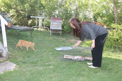 Momma Cat Project trapping underway