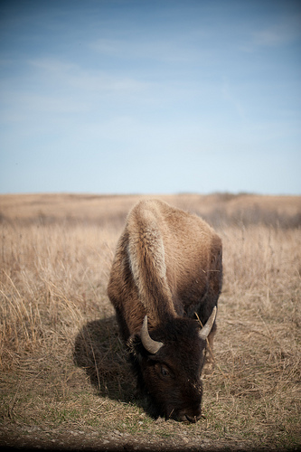 Bison grazes the prairie