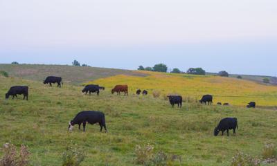 USDA pastureland