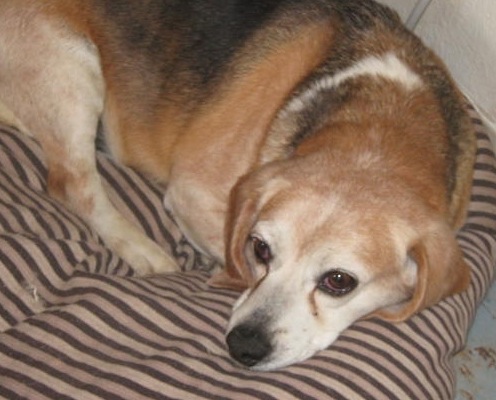 Bingo, cover dog, from the DCAWS office