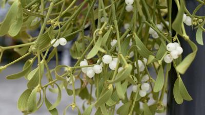 mistletoe