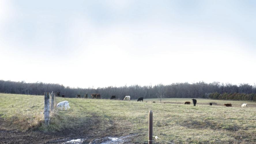 Livestock guardian dog, Yukon, meandering among beef cattle at Spring Creek Farms.