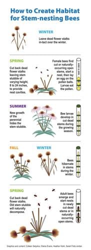 How to create habitat for stem-nesting bees graphic.jpg