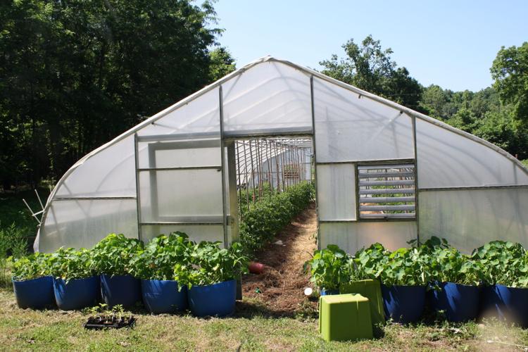 Greenhouse at Timber Farms, The Sinks