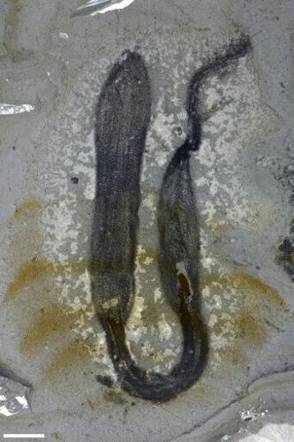 Among the species discovered were ancient relatives of worms, jellyfish and sponges (pictured here)