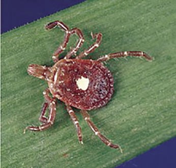 Tick associated with meat allergy