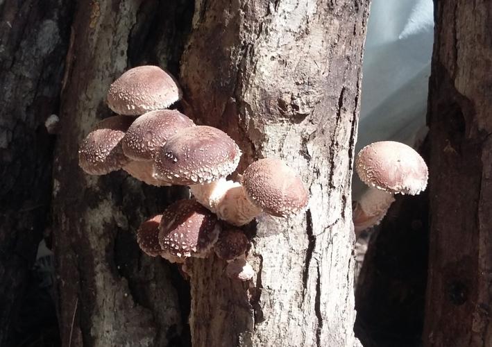 Shiitake mushrooms