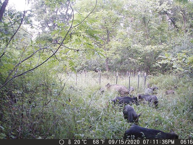 Game camera photo on Jerry Clement's land