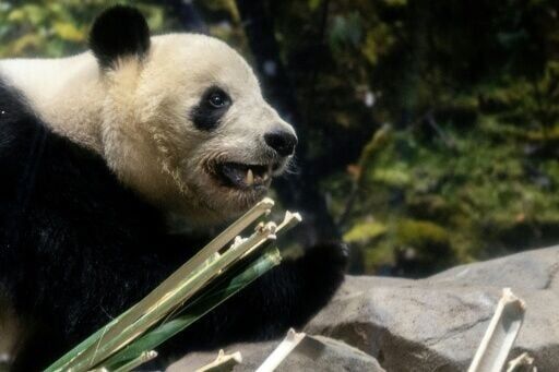 The pandas' abrupt return was announced last month during a diplomatic spat between Japan and China