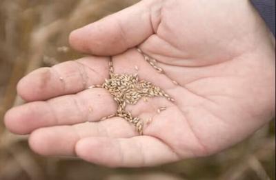 Native seed planting