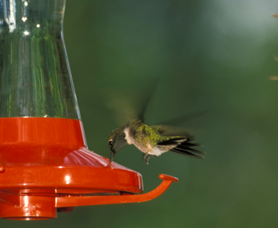 092325_sn_MDC Hummingbirds.png