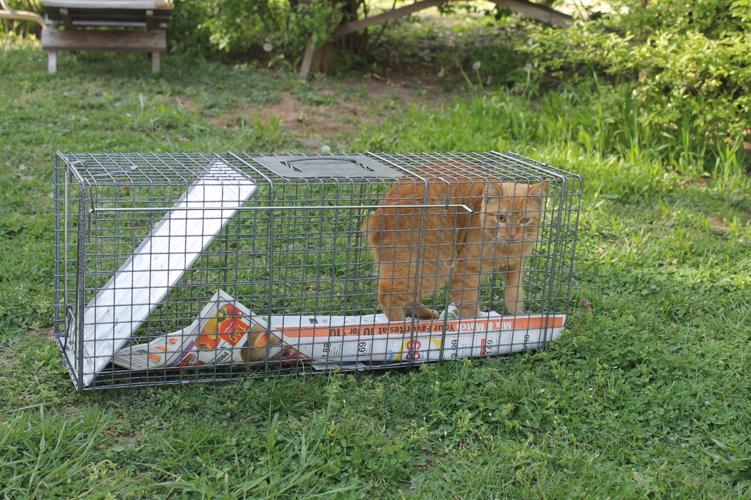 Cat trapped by Momma Cat Project
