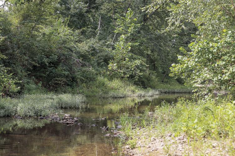 Mallery.spring-fed creek.jpg