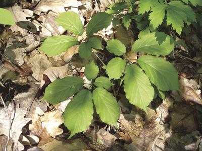 Changes May Be Coming To Missouri S Wild Ginseng Harvest Local News Thesalemnewsonline Com