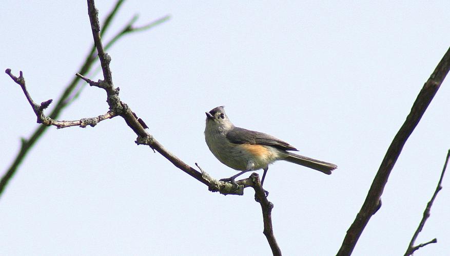 Songbird at Logger's Lake