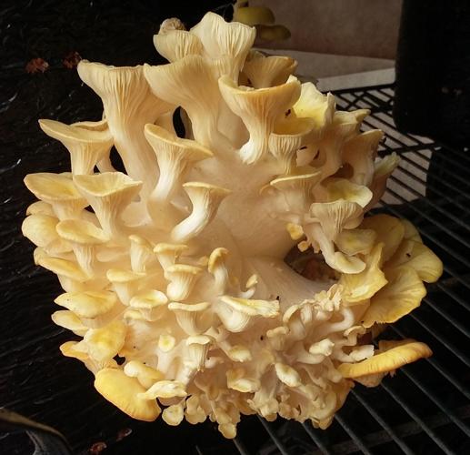 Oyster mushrooms