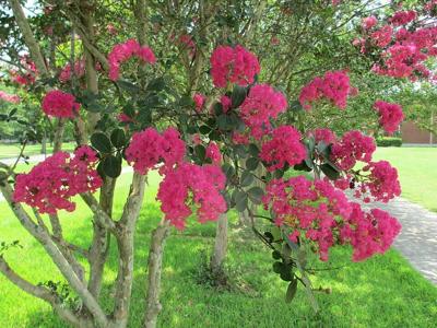 Crape myrtle: Colorful southern shrub that's moving north
