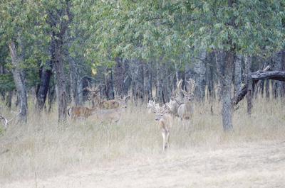 Analysis Missouri Supreme Court Rules All Deer Are Wildlife