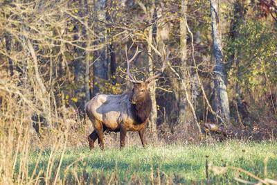 Peck Elk