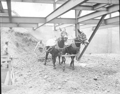Tower Inn mules