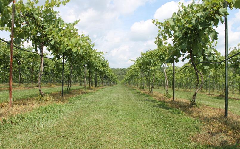 Red Moose Winery Vineyard