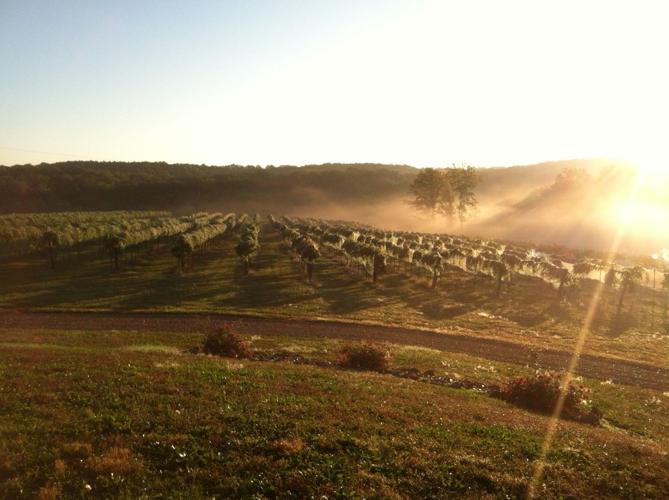 Sunrise over the vineyard